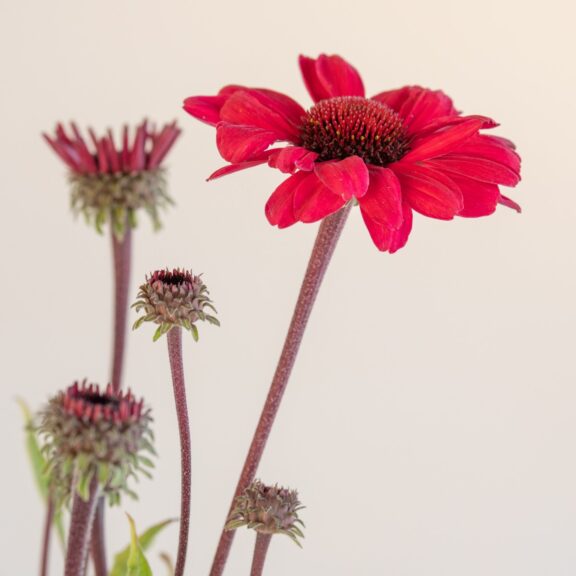 Echinacea 'Sunseekers® Red'