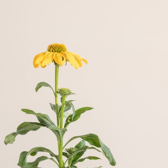 Echinacea 'Sunseekers® Yellow'
