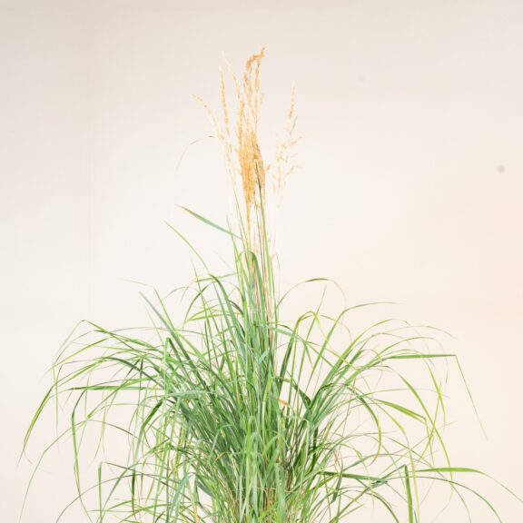 Calamagrostis x acutiflora 'Karl Foerster'