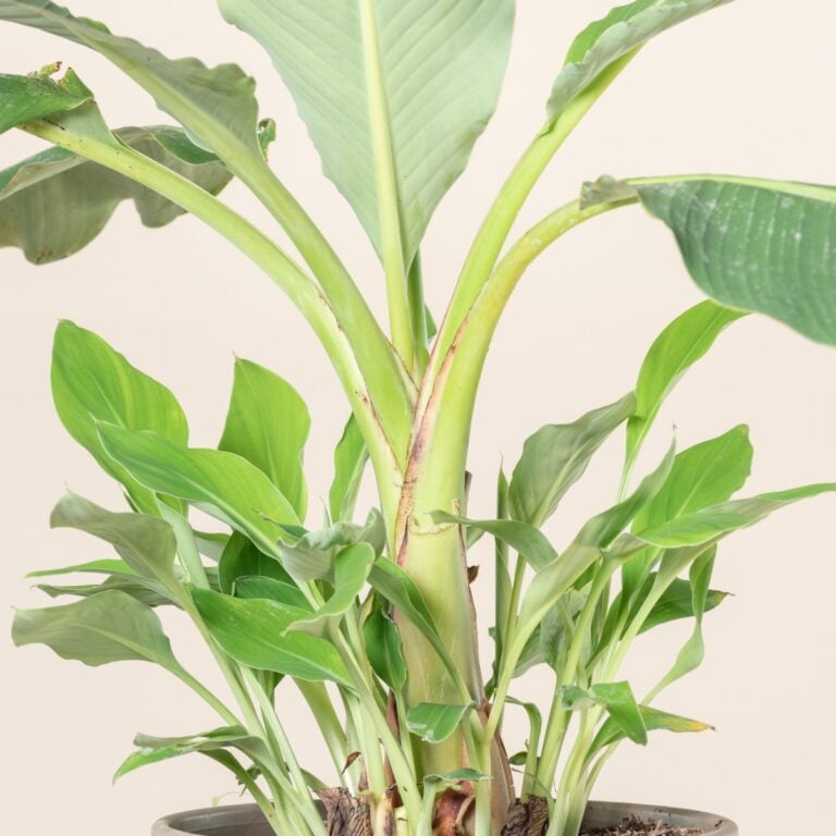 How to Use Banana Water on Houseplants