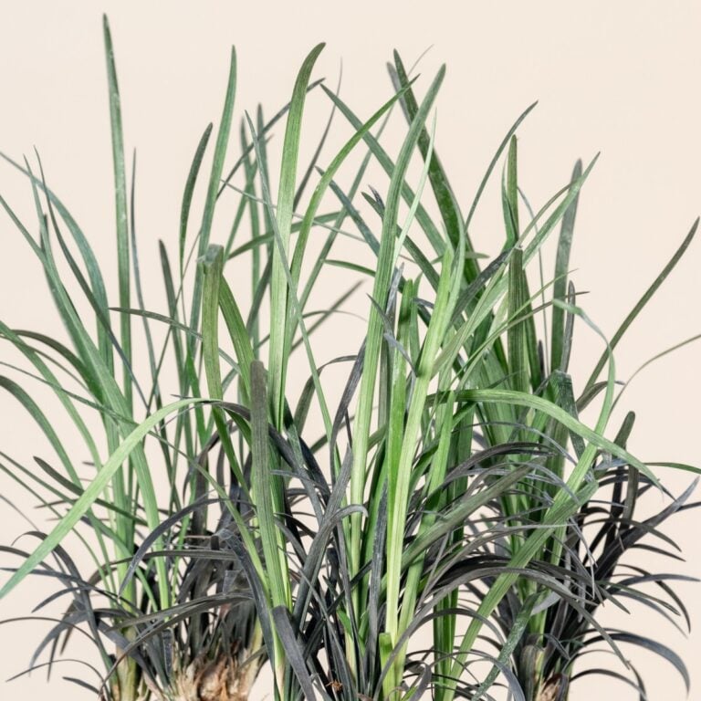 10. Black Mondo Grass - Ophiopogon planiscapus ‘Nigrescens’