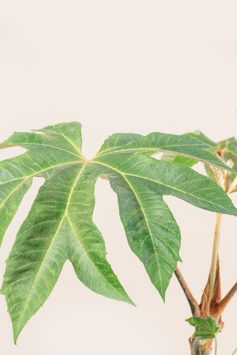 Tetrapanax papyrifer, the Chinese rice paper plant is back in stock!