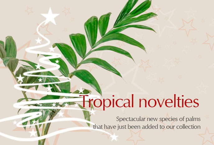 Tropical novelties - spectacular new species of palm that have just been added to our collection.