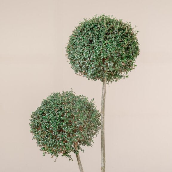 Ligustrum ionandrum - topiary ball