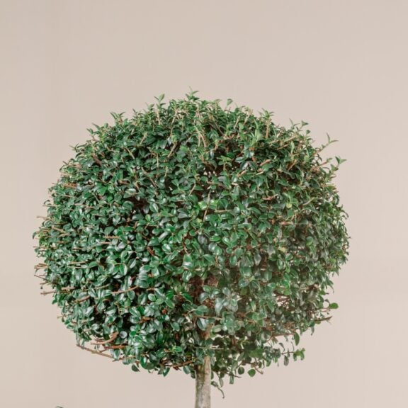 Ligustrum ionandrum - topiary ball