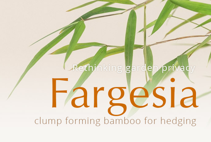 Rethinking garden privacy: Fargesia - clump forming bamboo for hedging