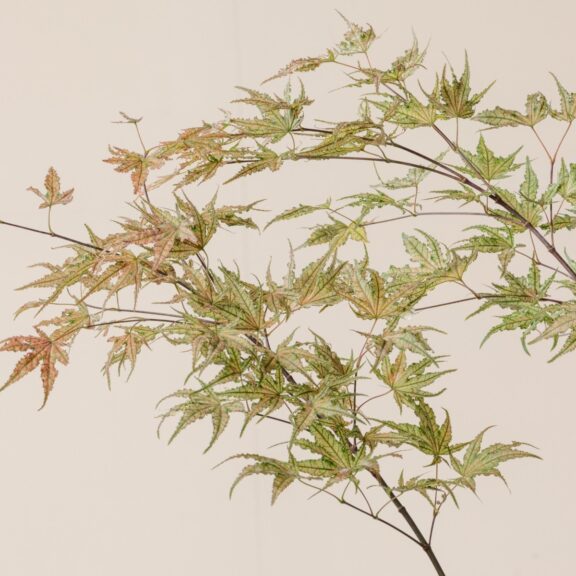 Acer palmatum 'Aka Shigitatsu Sawa'
