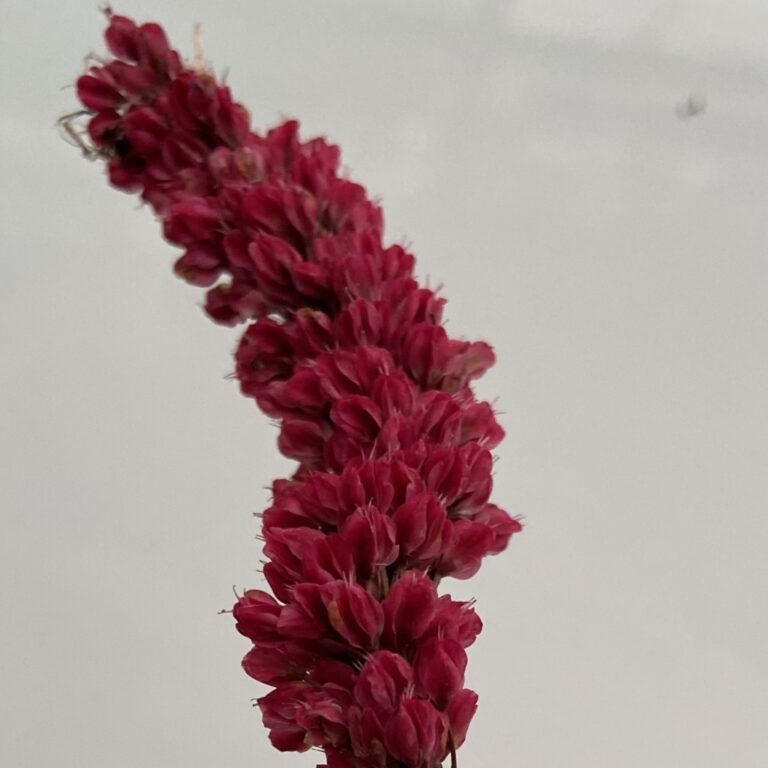 Persicaria affinis &#8216;Darjeeling Red&#8217;