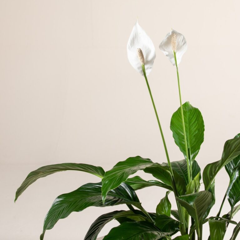 10. Peace Lily - Spathiphyllum