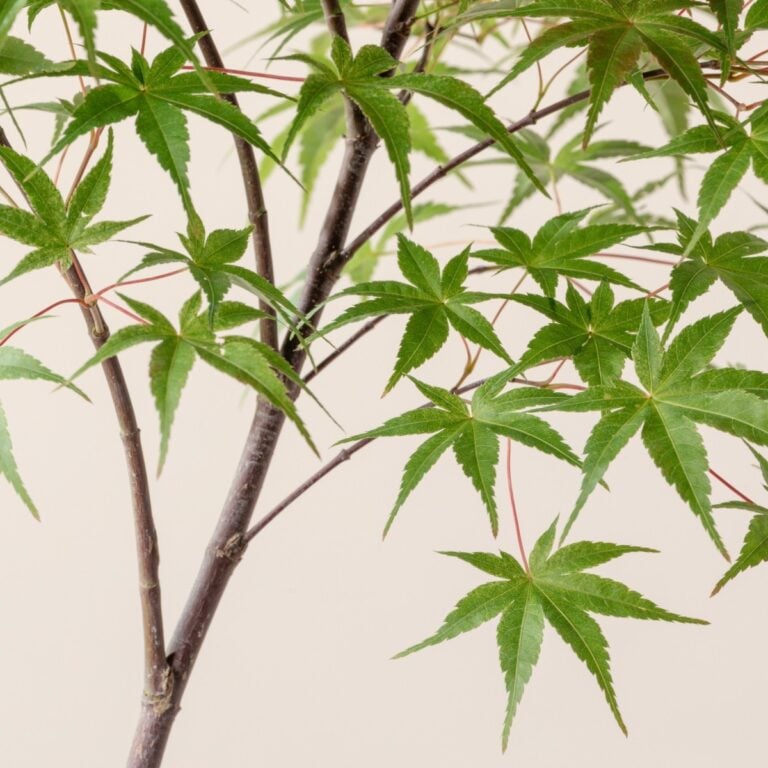 Acer palmatum 'Beni Tsukasa'