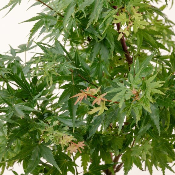 Acer palmatum 'Herhaim'