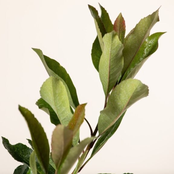 Eriobotrya japonica 'Coppertone'