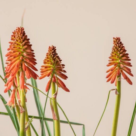 Kniphofia 'Redhot Popsicle'