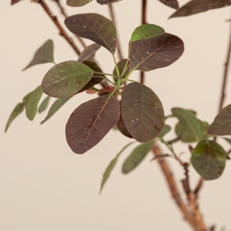 Cotinus coggygria 'Royal Purple' - Natural form