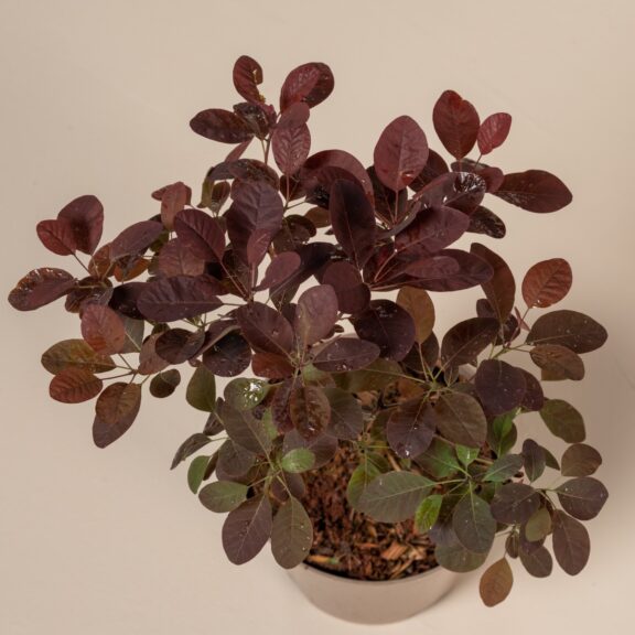 Cotinus coggygria 'Royal Purple' - Natural form