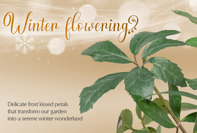 Delicate frost kissed petals that transform our garden into a serene winter wonderland