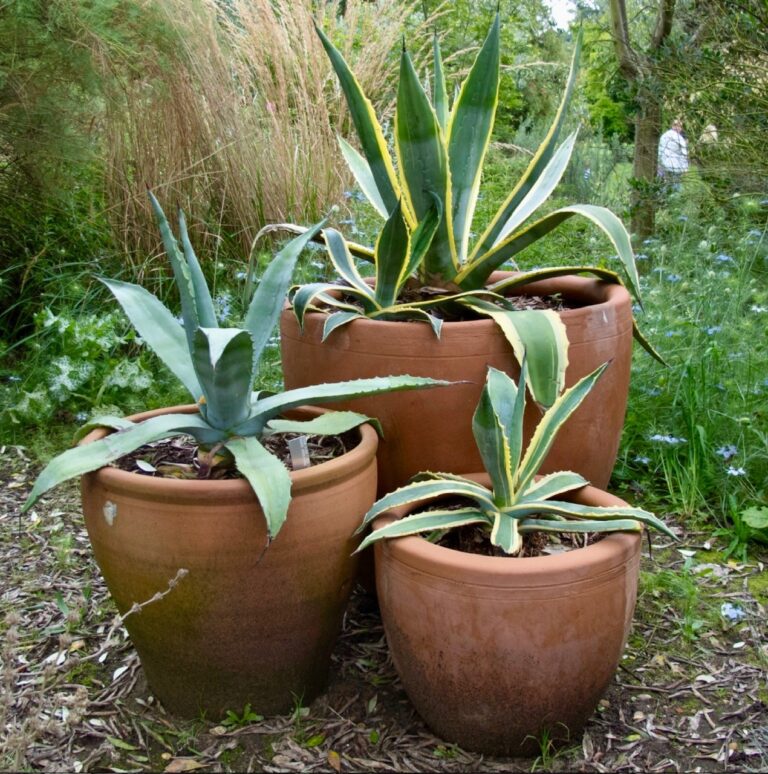 Choose the right potting mix