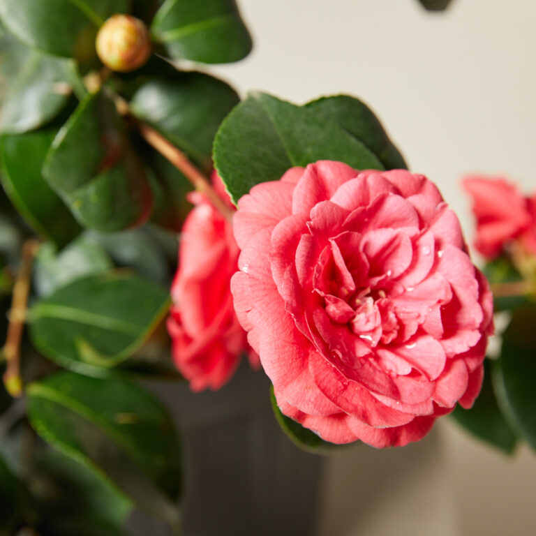Camellia japonica 'Rosedale's Beauty'