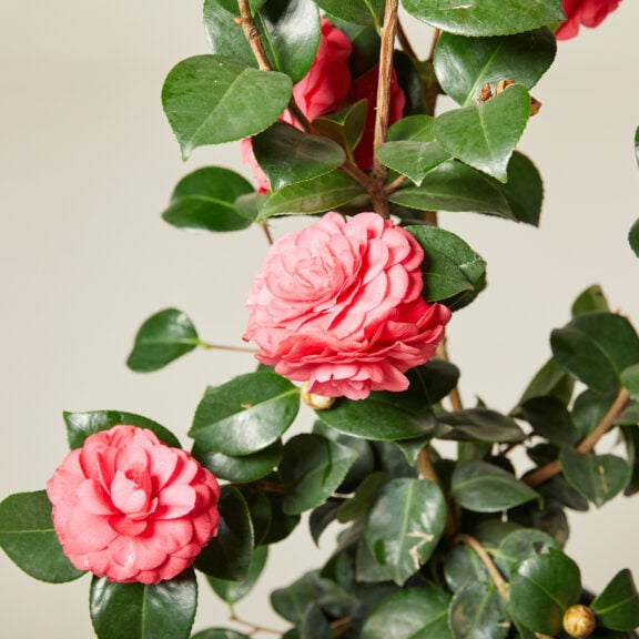 Camellia japonica 'Rosedale's Beauty'