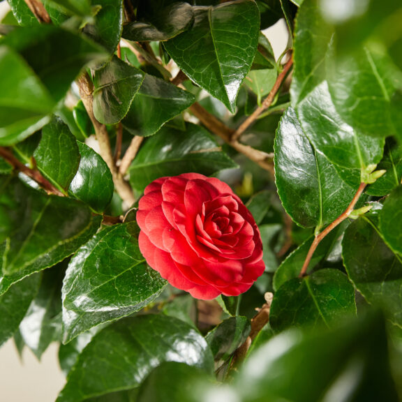 Camellia japonica - red flowers