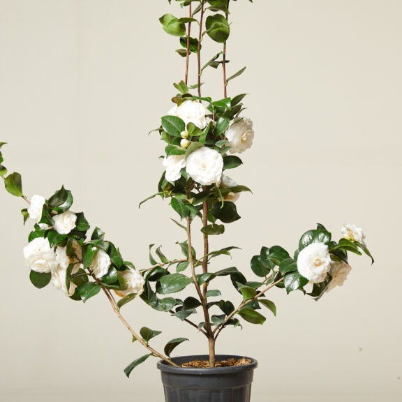 Camellia japonica - white flower