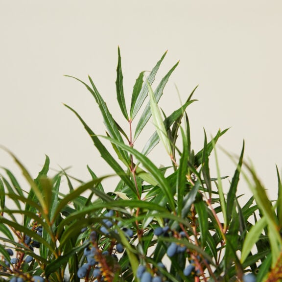 Mahonia eurybracteata 'Sweet Winter'