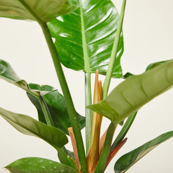 Philodendron 'Imperial Green'