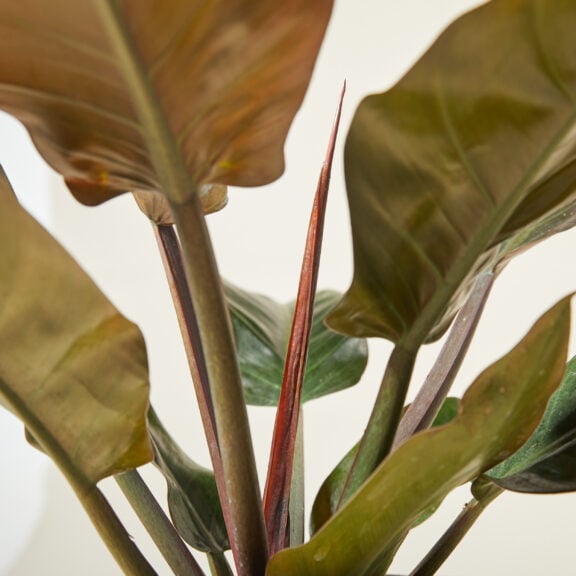 Philodendron 'Imperial red'