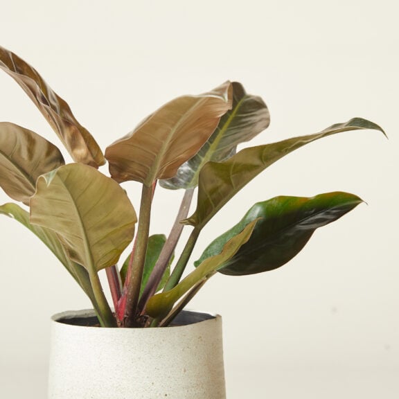 Philodendron 'Imperial red'