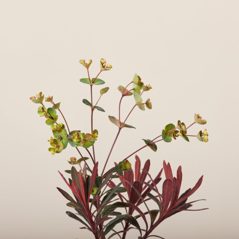 Euphorbia &#8216;Miner&#8217;s Merlot&#8217;