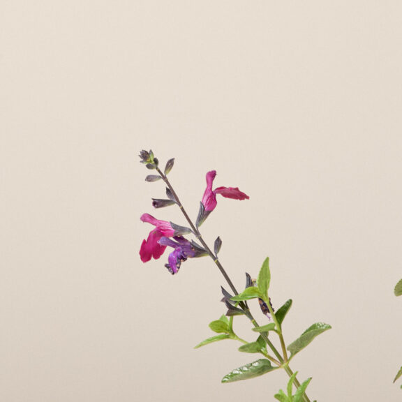 Salvia microphylla 'Viola's Darling'