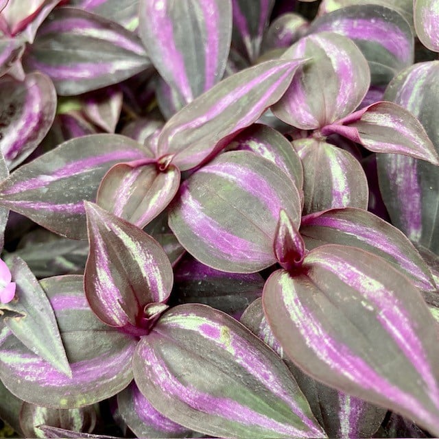 Tradescantia &#8216;Jewel Red&#8217;