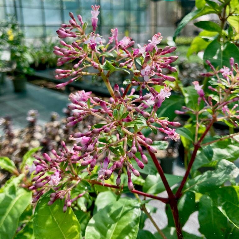 Fuchsia arborescens