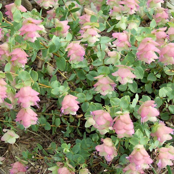 OKB Origanum rotundifolium 'Kent Beauty'