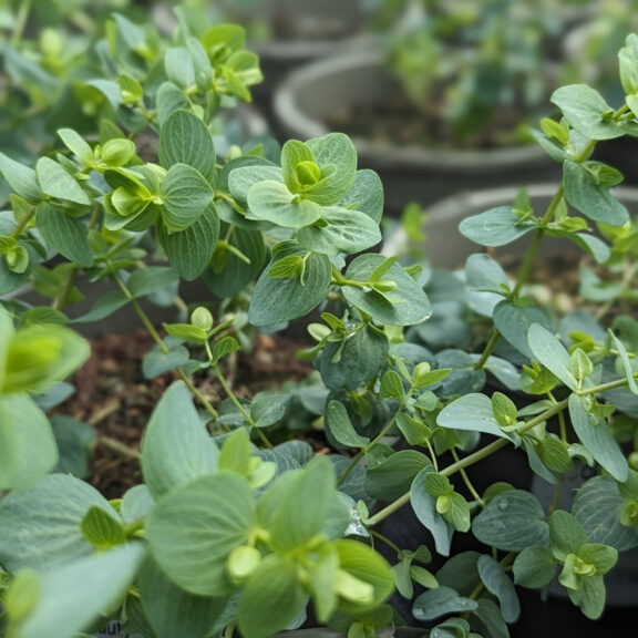 OKB Origanum rotundifolium 'Kent Beauty'