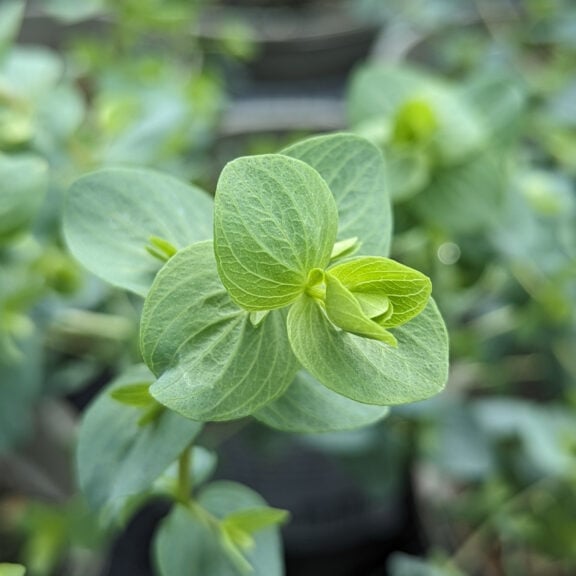 OKB Origanum rotundifolium 'Kent Beauty'