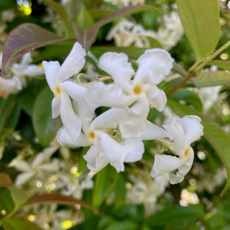 4. Growing Star Jasmine in Pots