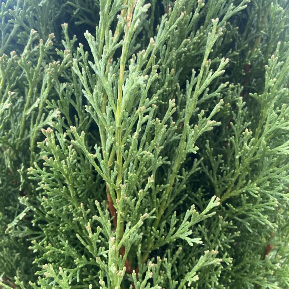 Cupressus sempervirens 'Stricta'