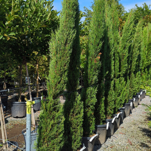 Cupressus sempervirens 'Stricta'