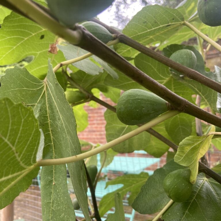 Ficus carica 'Brown Turkey'