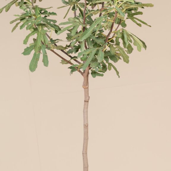 Ficus carica 'Brown Turkey'