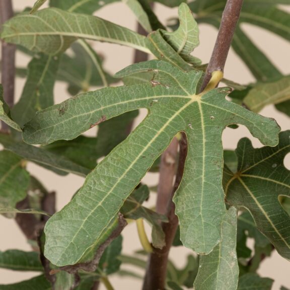 Ficus carica 'Brown Turkey'