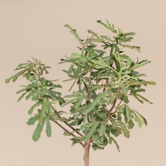 Ficus carica 'Brown Turkey'